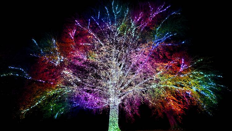 Lightscape A glowing tree at Lightscape.