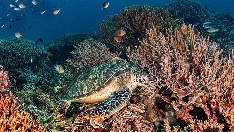 Scuba dive some of Indonesia’s best reefs