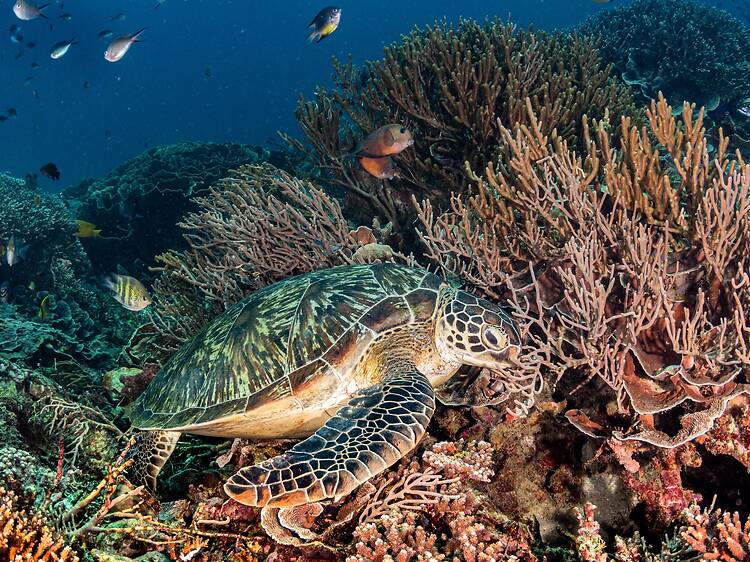 Scuba dive some of Indonesia’s best reefs
