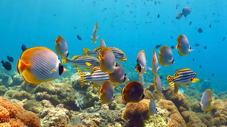 Take a snorkelling trip