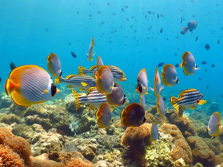 Take a snorkelling trip