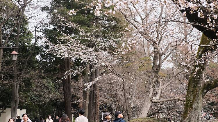 Inokashira Park, Musashino Inokashira Park, Musashino
