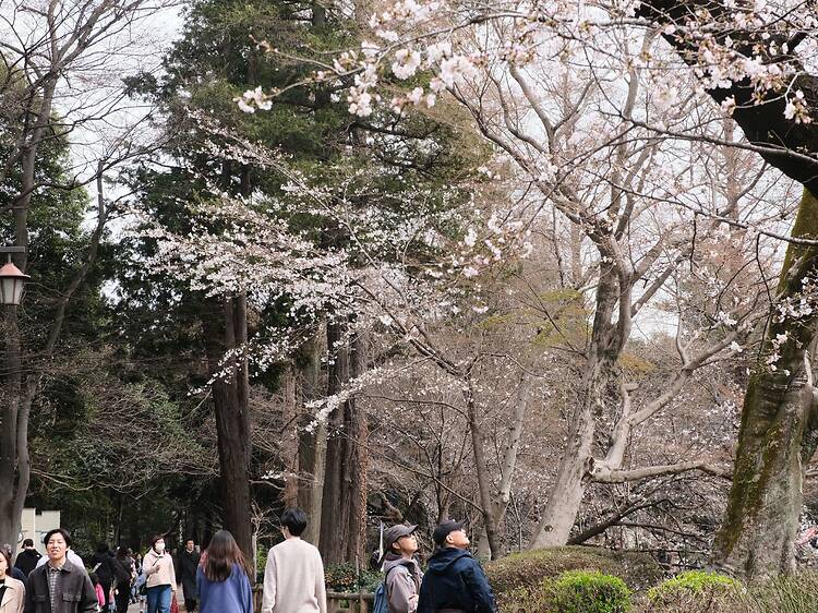 Inokashira Park, Musashino Inokashira Park, Musashino