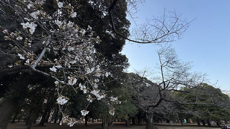 Yoyogi Park, Shibuya Yoyogi Park, Shibuya
