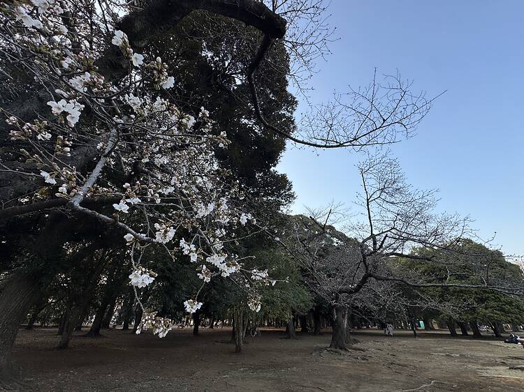 Yoyogi Park, Shibuya Yoyogi Park, Shibuya