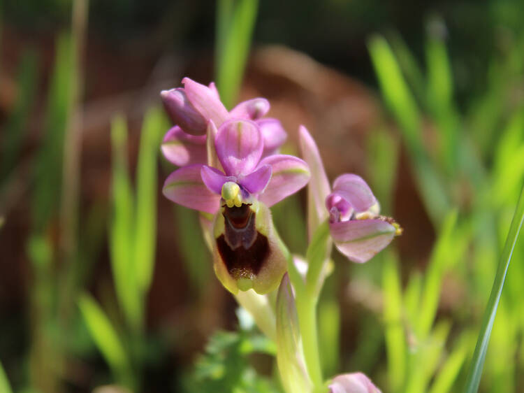 As melhores coisas grátis para fazer em Lisboa esta semana