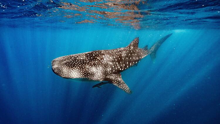 Whale shark in water