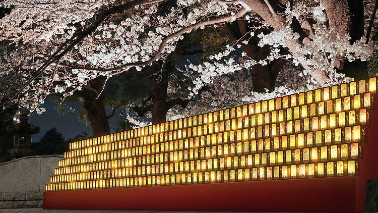 Gotenyama Cherry Blossom Festival