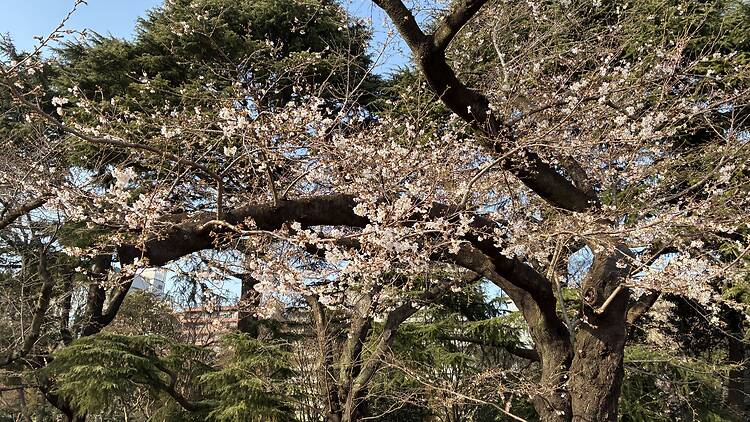 Shinjuku Gyoen National Garden, Shinjuku Shinjuku Gyoen National Garden, Shinjuku
