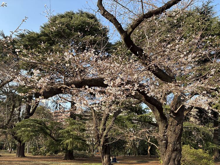 Shinjuku Gyoen National Garden, Shinjuku Shinjuku Gyoen National Garden, Shinjuku