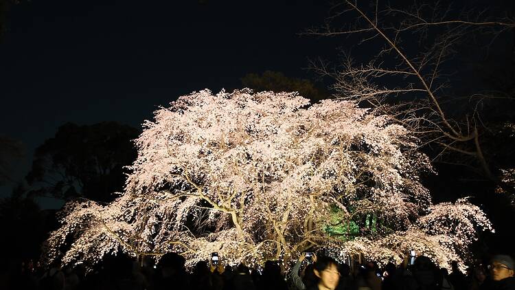 Rikugien, Bunkyo Rikugien, Bunkyo