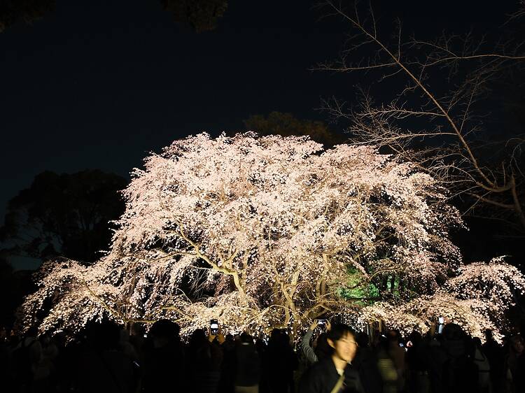 Rikugien, Bunkyo Rikugien, Bunkyo