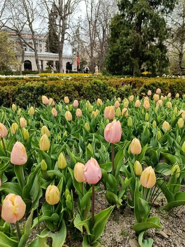 Tulipanes en el Real Jard&iacute;n Bot&aacute;nico. @rjbotanico