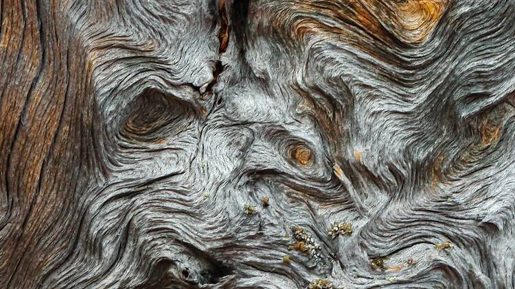 Sunnuntai: Kotina metsä -näyttely, Luonnontieteellinen museo