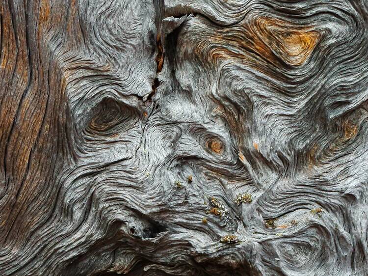 Sunnuntai: Kotina metsä -näyttely, Luonnontieteellinen museo