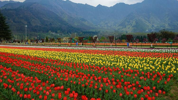 Srinagar Tulip Garden 