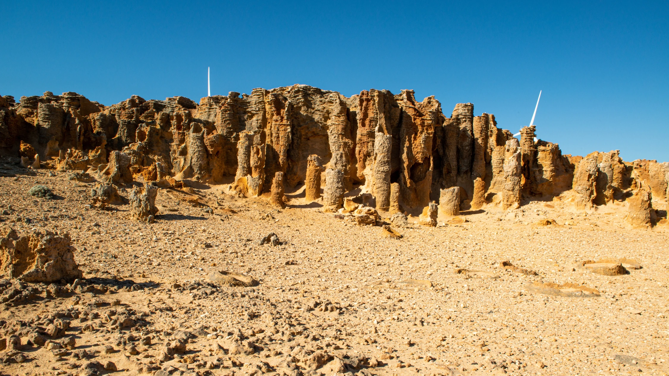 the Petrified Forest