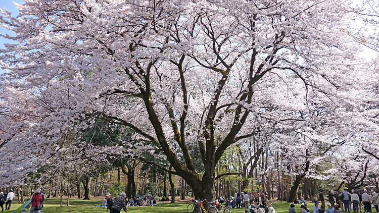 Koganei Cherry Blossom Festival