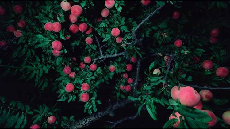 驚異の部屋の私たち、消滅せよ。— 森村泰昌・ヤノベケンジ・やなぎみわ — 驚異の部屋の私たち、消滅せよ。— 森村泰昌・ヤノベケンジ・やなぎみわ —