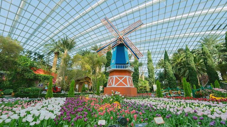 Admire colourful blooms at Gardens by the Bay