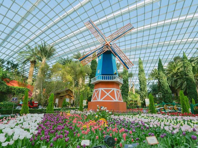 Admire colourful blooms at Gardens by the Bay