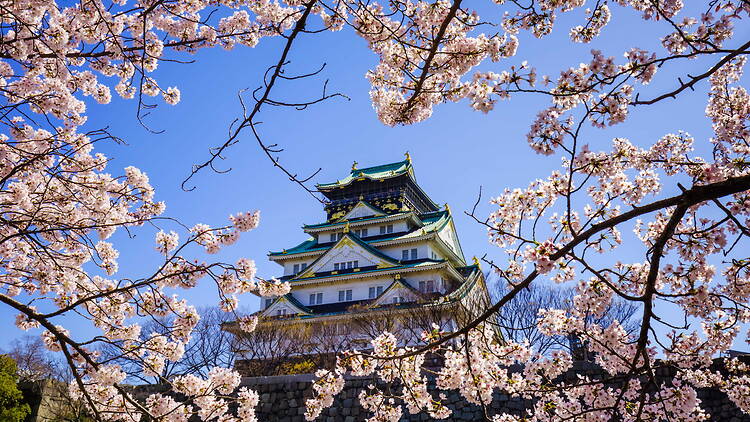 Osaka Castle during cherry blossom season Osaka Castle during cherry blossom season