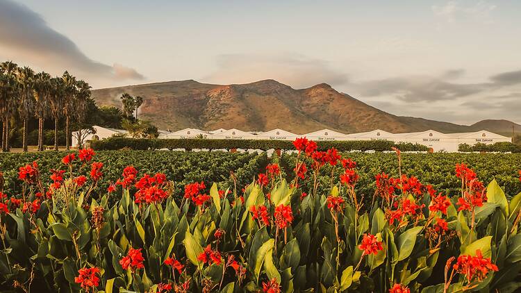 Van Loveren Family Vineyards