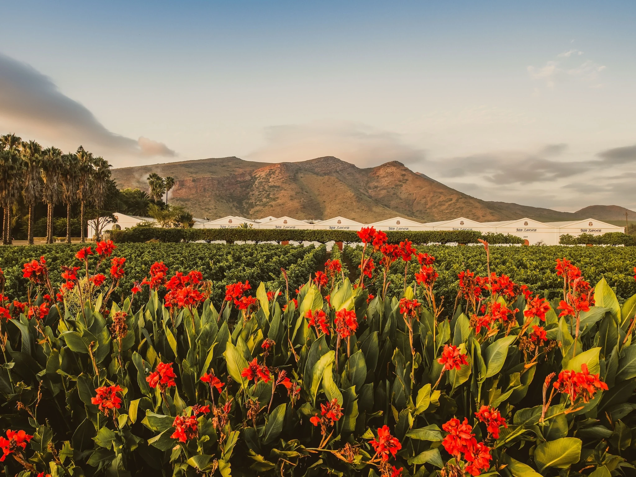 Van Loveren Family Vineyards, Robertson
