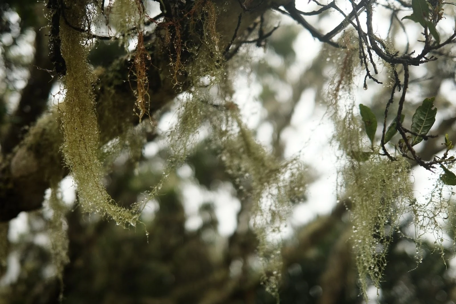 Laurel forest on La Gomera