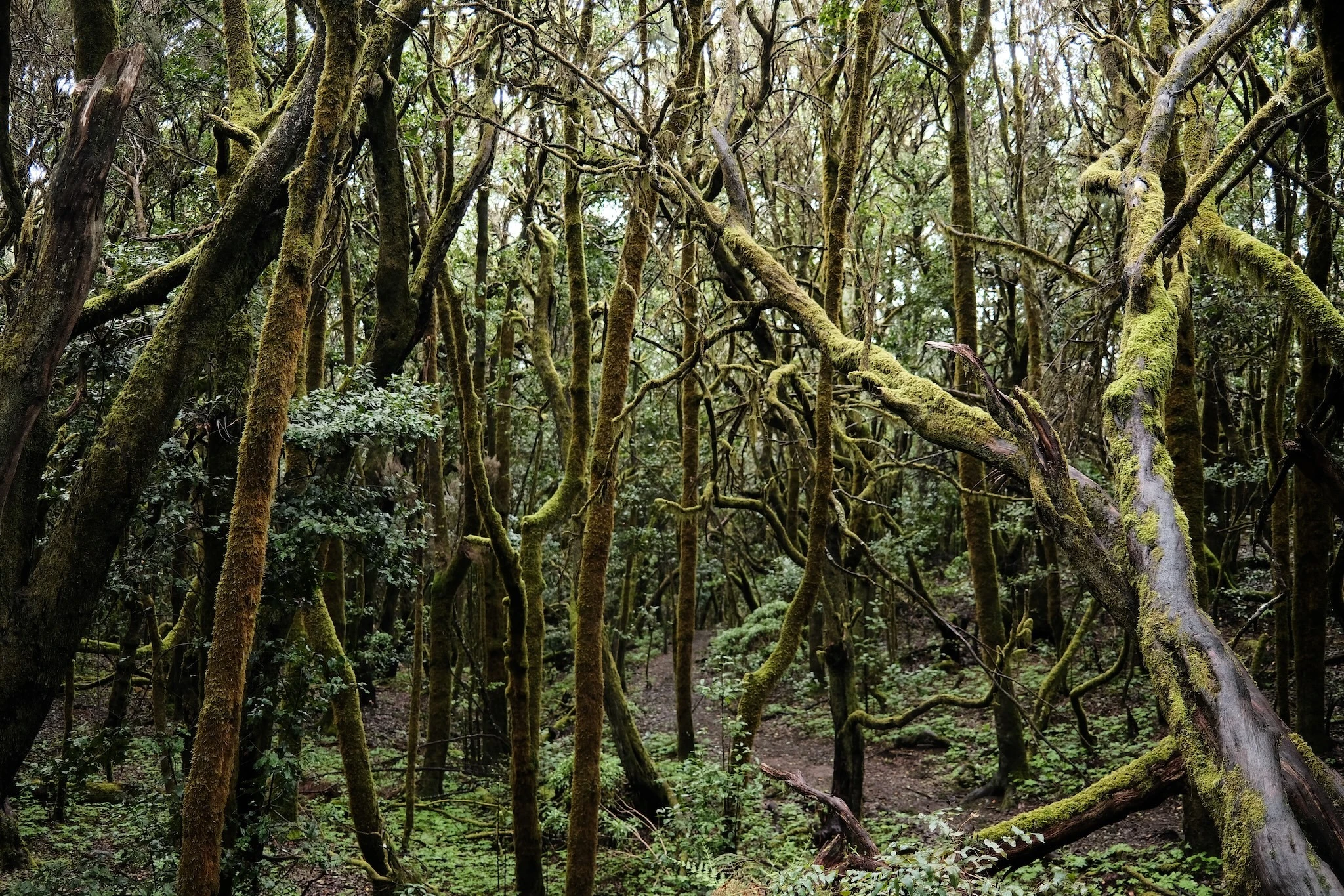 Laurel forest on La Gomera