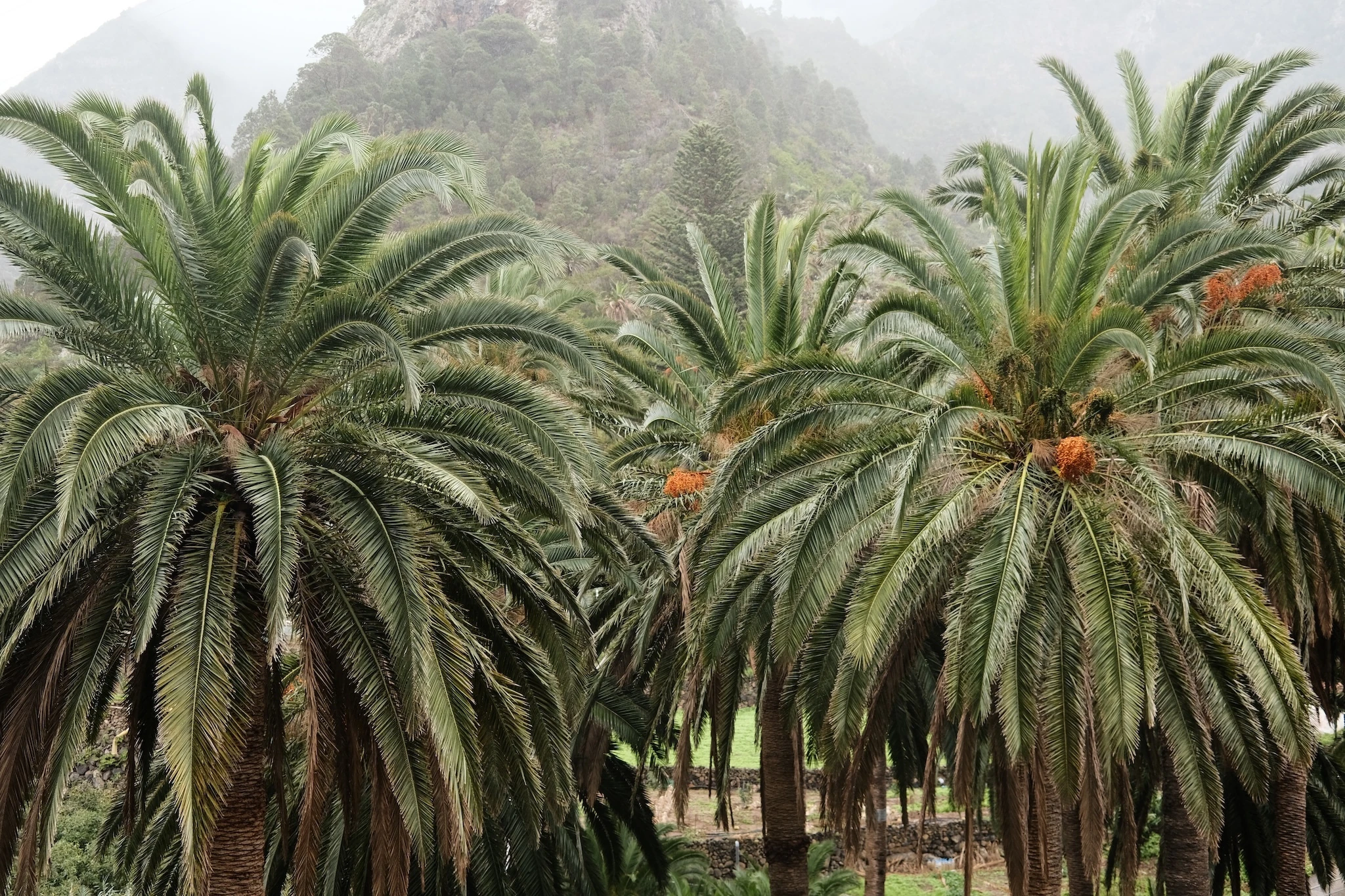 Palm trees on La Gomera