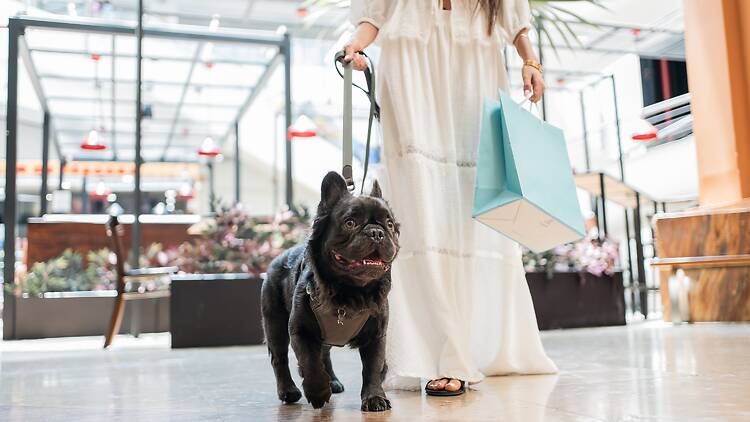 Shopping with dogs