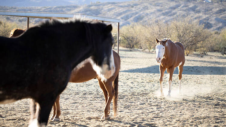A desert reset with horses in Tucson A desert reset with horses in Tucson