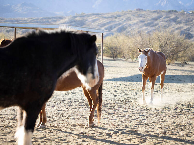 A desert reset with horses in Tucson A desert reset with horses in Tucson