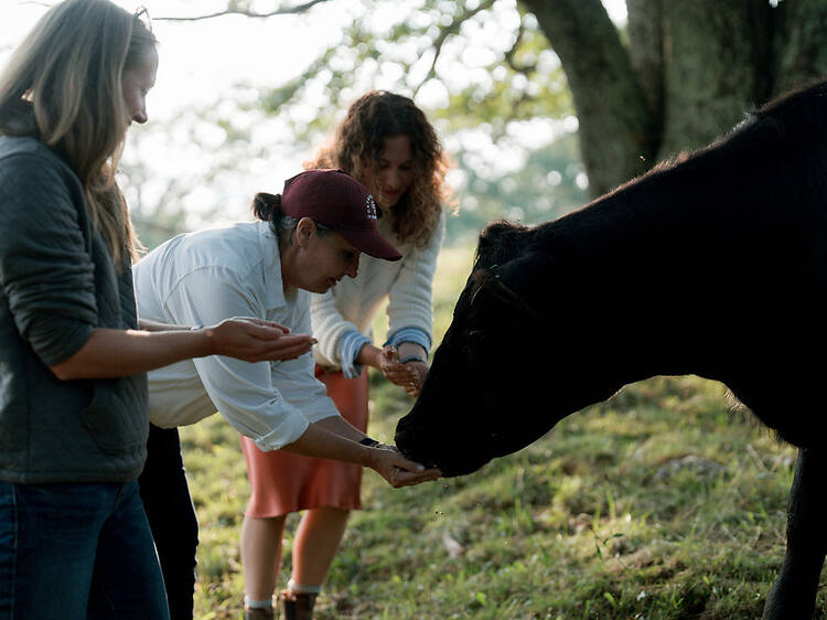 Cowgirl Camp in North Carolina Cowgirl Camp in North Carolina