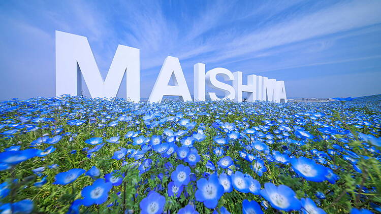 Nemophila Festival at Osaka Maishima Seaside Park