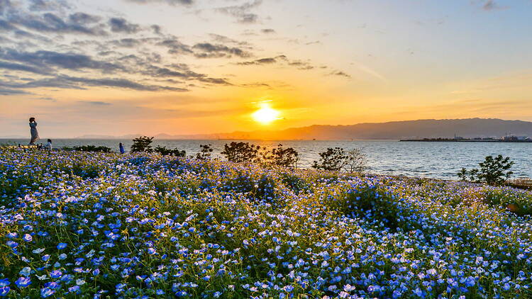 Nemophila Festival at Osaka Maishima Seaside Park