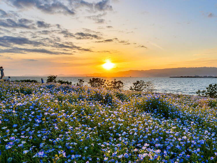 Nemophila Festival 2026 at Osaka Maishima Seaside Park