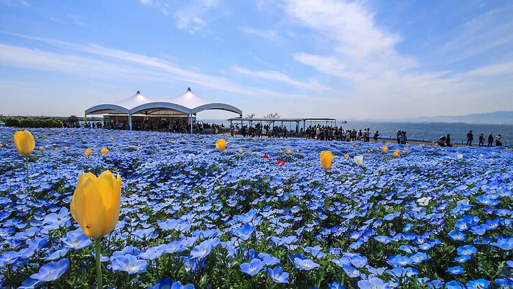 Nemophila Festival at Osaka Maishima Seaside Park