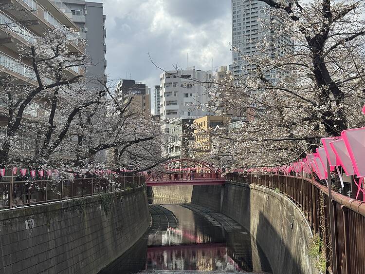 Tokyo cherry blossom progress report 2026: sakura nearing full bloom Tokyo cherry blossom progress report 2026: sakura nearing full bloom