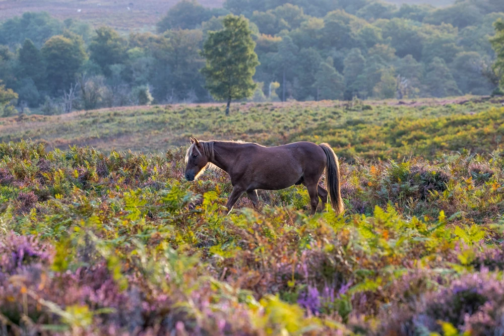 New Forest, England