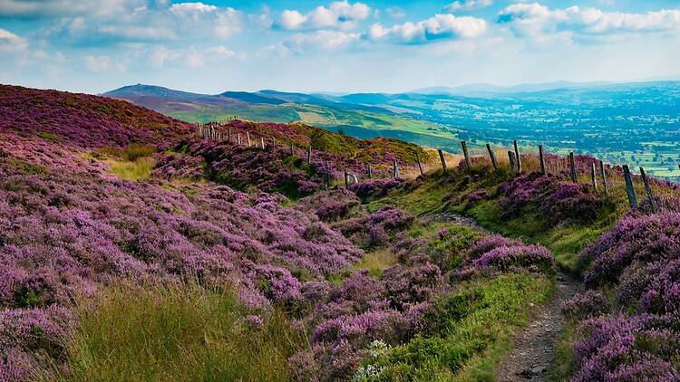 View to Moel Arthur and Moel Famau from Penycloddiau in the Clwydian Range