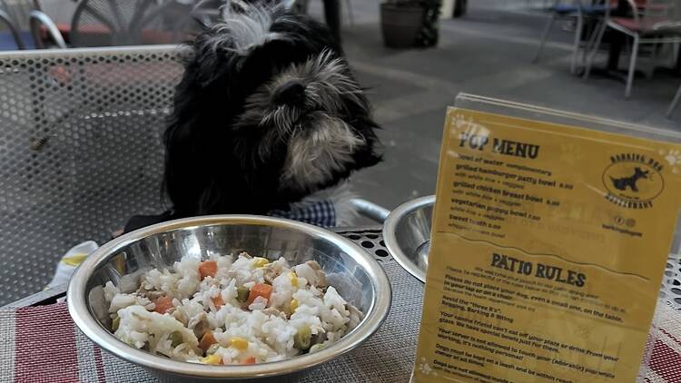 Barking Dog | New York City