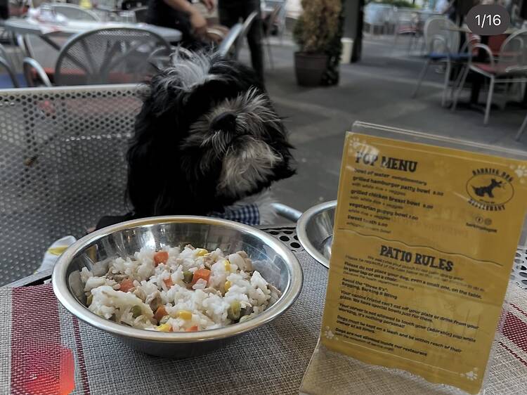 Barking Dog | New York City