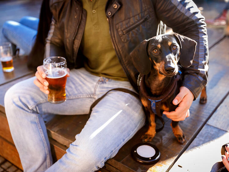 Lucky Dog | Brooklyn