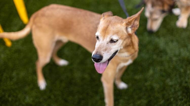 Bark ‘n Brews | Nanuet