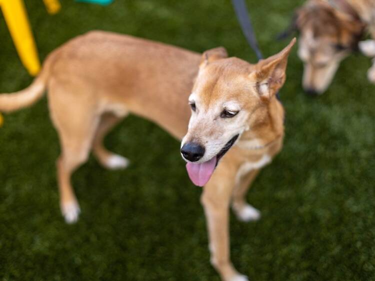 Bark ‘n Brews | Nanuet