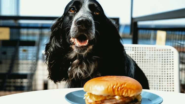 Dog with burger