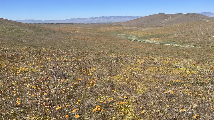 Antelope Valley California Poppy Reserve