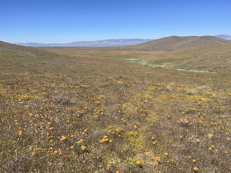 Antelope Valley California Poppy Reserve
